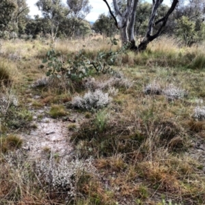 Cryptandra amara at Googong, NSW - 5 Sep 2021