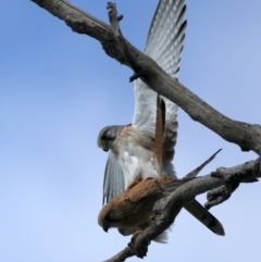 Falco cenchroides (Nankeen Kestrel) at Campbell Park Woodland - 3 Sep 2021 by jb2602