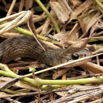 Tropidonophis mairii subsp. mairii (keelback, freshwater snake) at Garbutt, QLD - 4 Apr 2021 by TerryS