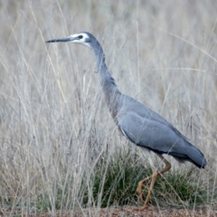 Egretta novaehollandiae (White-faced Heron) at Majura, ACT - 3 Sep 2021 by jb2602