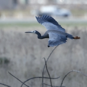 Egretta novaehollandiae at Majura, ACT - 3 Sep 2021