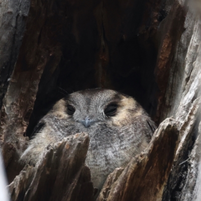 Aegotheles cristatus (Australian Owlet-nightjar) at Mount Ainslie - 3 Sep 2021 by jb2602