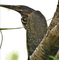 Ixobrychus flavicollis (Black Bittern) at Mount Louisa, QLD - 4 Apr 2021 by TerryS