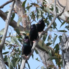 Sturnus vulgaris (Common Starling) at Majura, ACT - 3 Sep 2021 by jb2602