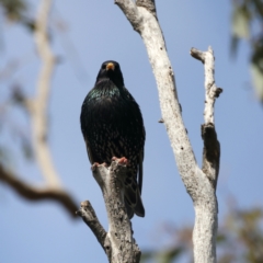 Sturnus vulgaris at Majura, ACT - 3 Sep 2021 11:32 AM