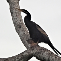 Anhinga novaehollandiae (Australasian Darter) at Garbutt, QLD - 4 Apr 2021 by TerryS