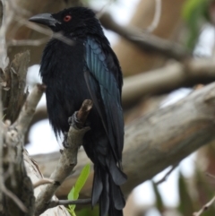 Dicrurus bracteatus (Spangled Drongo) at Garbutt, QLD - 4 Apr 2021 by TerryS