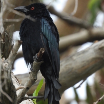 Dicrurus bracteatus (Spangled Drongo) at Garbutt, QLD - 4 Apr 2021 by TerryS