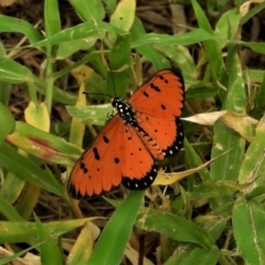 Acraea terpsicore (Tawny Coster) at Garbutt, QLD - 4 Apr 2021 by TerryS