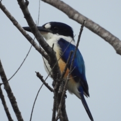 Todiramphus macleayii (Forest Kingfisher) at Garbutt, QLD - 3 Apr 2021 by TerryS