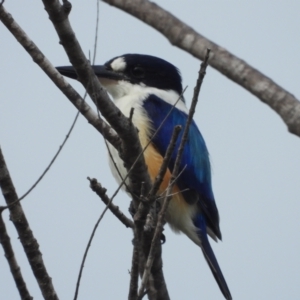 Todiramphus macleayii at Garbutt, QLD - 4 Apr 2021 09:23 AM