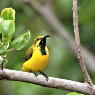 Cinnyris frenatus (Sahul Sunbird) at Garbutt, QLD - 4 Apr 2021 by TerryS