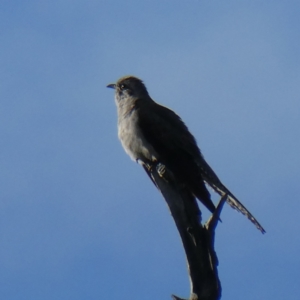 Cacomantis pallidus at Googong, NSW - 5 Sep 2021