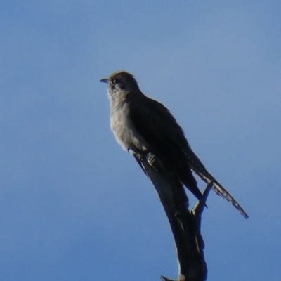 Cacomantis pallidus (Pallid Cuckoo) at QPRC LGA - 4 Sep 2021 by Wandiyali
