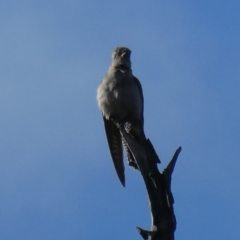 Cacomantis pallidus at Googong, NSW - 5 Sep 2021