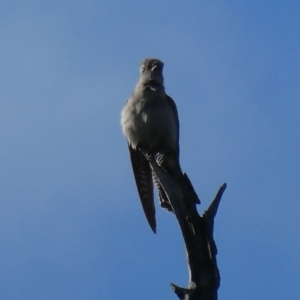 Cacomantis pallidus at Googong, NSW - 5 Sep 2021