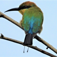 Merops ornatus (Rainbow Bee-eater) at Garbutt, QLD - 4 Apr 2021 by TerryS