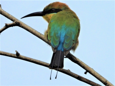 Merops ornatus (Rainbow Bee-eater) at Garbutt, QLD - 3 Apr 2021 by TerryS