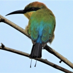 Merops ornatus (Rainbow Bee-eater) at Garbutt, QLD - 3 Apr 2021 by TerryS