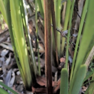 Calochilus montanus at Aranda, ACT - 18 Aug 2021