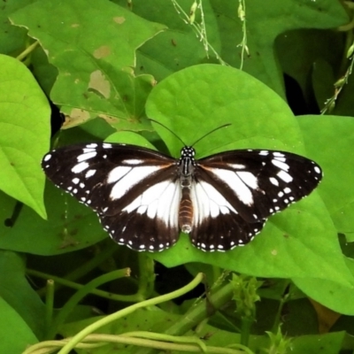 Danaus affinis (Marsh Tiger / Swamp Tiger) at Garbutt, QLD - 4 Apr 2021 by TerryS