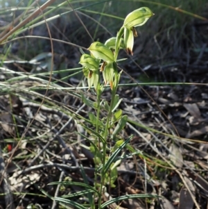 Bunochilus umbrinus (ACT) = Pterostylis umbrina (NSW) at suppressed - suppressed