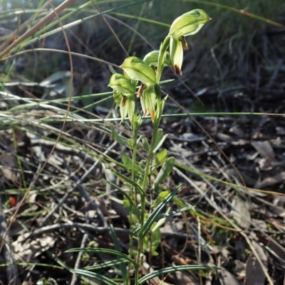Bunochilus umbrinus (Broad-sepaled Leafy Greenhood) at Aranda, ACT - 18 Aug 2021 by CathB