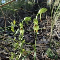 Bunochilus umbrinus (ACT) = Pterostylis umbrina (NSW) at suppressed - suppressed