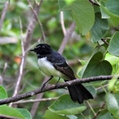 Rhipidura leucophrys (Willie Wagtail) at Garbutt, QLD - 3 Apr 2021 by TerryS