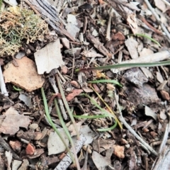 Caleana minor (Small Duck Orchid) at Aranda, ACT - 25 Aug 2021 by CathB