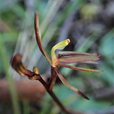 Cyrtostylis reniformis (Common Gnat Orchid) at Aranda, ACT - 1 Sep 2021 by CathB