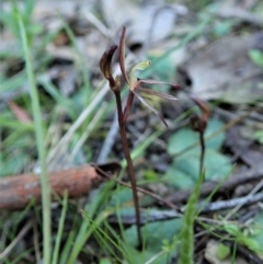 Cyrtostylis reniformis at suppressed - 1 Sep 2021