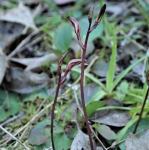 Cyrtostylis reniformis at suppressed - 1 Sep 2021