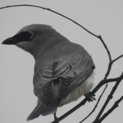 Coracina papuensis (White-bellied Cuckooshrike) at Mount Louisa, QLD - 12 Jun 2021 by TerryS