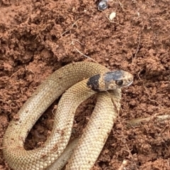 Pseudonaja textilis (Eastern Brown Snake) at Yass, NSW - 4 Sep 2021 by sero14