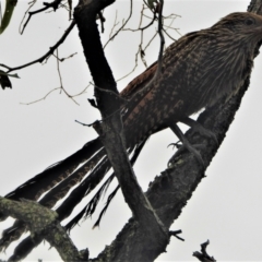 Centropus phasianinus (Pheasant Coucal) at Mount Louisa, QLD - 12 Jun 2021 by TerryS
