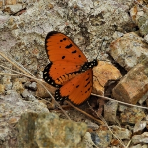 Acraea terpsicore at Mount Louisa, QLD - 13 Jun 2021 10:04 AM