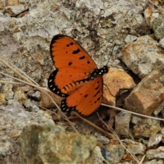 Unidentified Butterfly (Lepidoptera, Rhopalocera) (TBC) at Mount Louisa, QLD - 13 Jun 2021 by TerryS