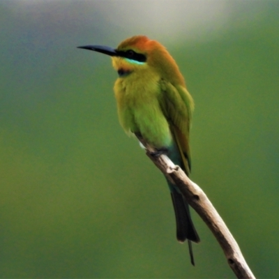 Merops ornatus (Rainbow Bee-eater) at Mount Louisa, QLD - 13 Jun 2021 by TerryS