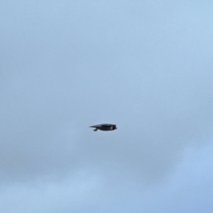 Falco peregrinus (Peregrine Falcon) at Holt, ACT - 5 Sep 2021 by wombey