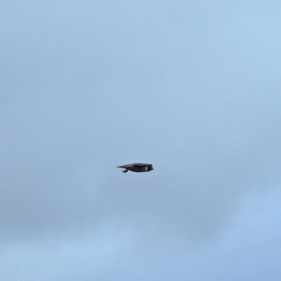 Falco peregrinus (Peregrine Falcon) at Woodstock Nature Reserve - 4 Sep 2021 by wombey