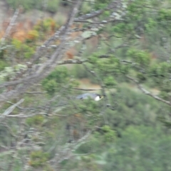 Falco peregrinus at Holt, ACT - 5 Sep 2021 09:31 AM