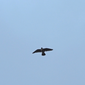 Falco peregrinus at Holt, ACT - 5 Sep 2021 09:31 AM