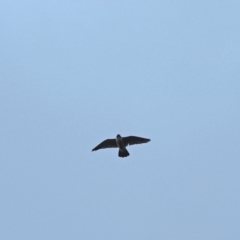 Falco peregrinus at Holt, ACT - 5 Sep 2021