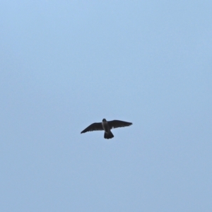 Falco peregrinus at Holt, ACT - 5 Sep 2021