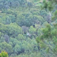 Falco peregrinus at Holt, ACT - 5 Sep 2021