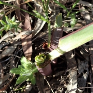 Calochilus platychilus at Cook, ACT - 2 Sep 2021