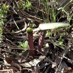 Calochilus platychilus at Cook, ACT - suppressed