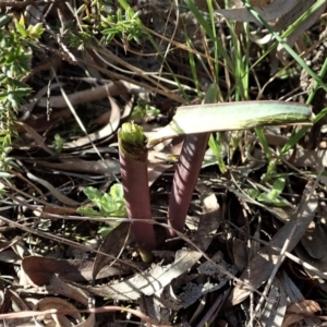 Calochilus platychilus at Cook, ACT - suppressed