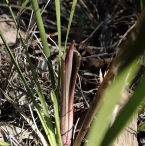 Calochilus platychilus at Cook, ACT - 2 Sep 2021